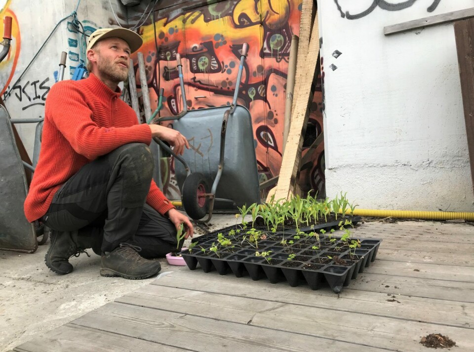 Bybonden i Oslo: Regenerativt landbruk og matkultur på Losæter