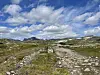 Steinet sti over åpent høyfjellsterreng på Hardangervidda under skyet blå himmel.